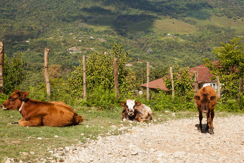Vacas en el fondo de las montañas del Cáucaso. Pastoreo de ganado en Abjasia. - Foto, imagen