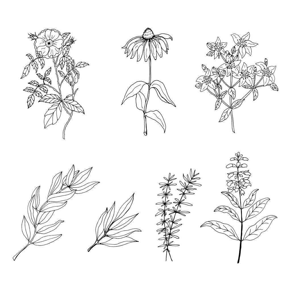 Um conjunto de ervas medicinais e plantas. Coleção de flores e ervas desenhadas à mão. Ilustração botânica da planta. Desenho de ervas medicinais vintage.  - Vetor, Imagem