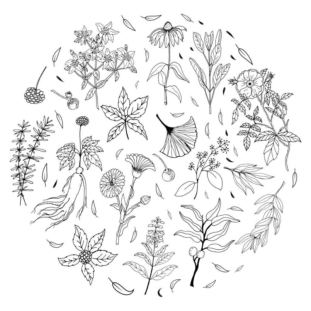 Una serie di erbe medicinali e piante. Raccolta di fiori ed erbe disegnati a mano. Illustrazione botanica delle piante. Vintage schizzo erbe medicinali.  - Vettoriali, immagini