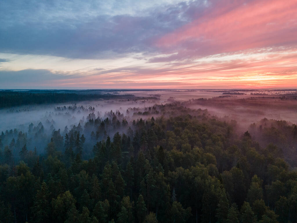 Une fantastique vue aérienne d'une zone densément boisée avec un feuillage enveloppé dans une brume au coucher du soleil coloré - Photo, image