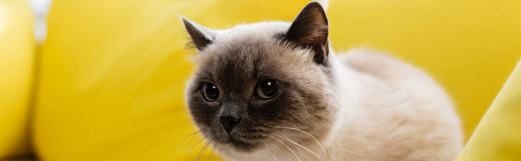 gato mirando hacia otro lado en el sofá amarillo en casa, borrosa primer plano, pancarta - Foto, imagen