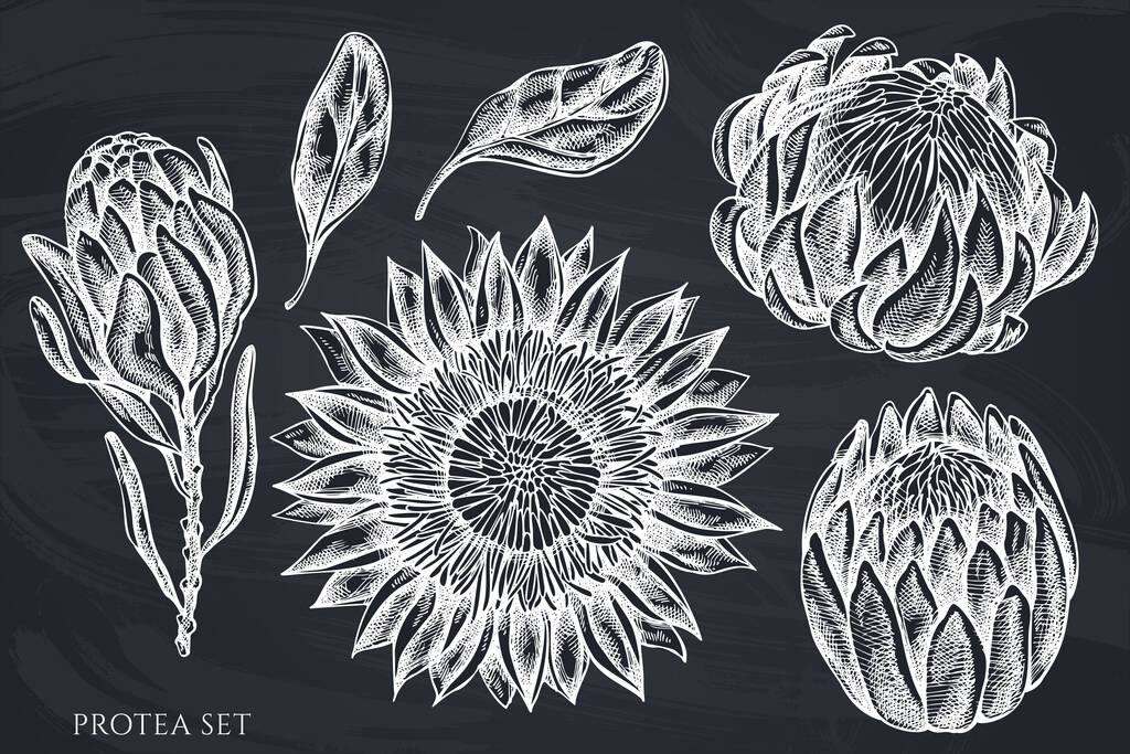 Set vettoriale di protea di gesso disegnato a mano - Vettoriali, immagini
