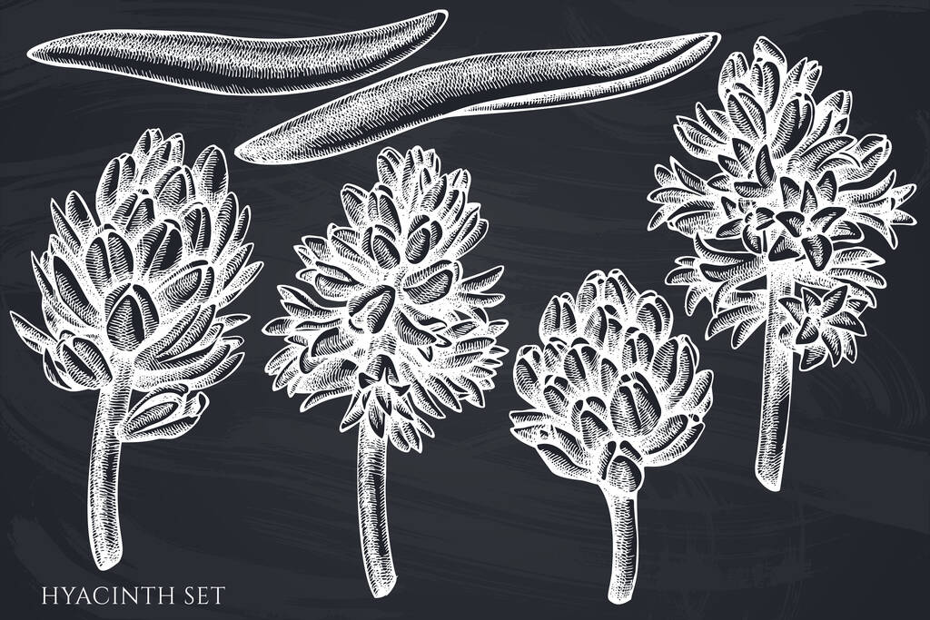 Set vettoriale di giacinto di gesso disegnato a mano - Vettoriali, immagini