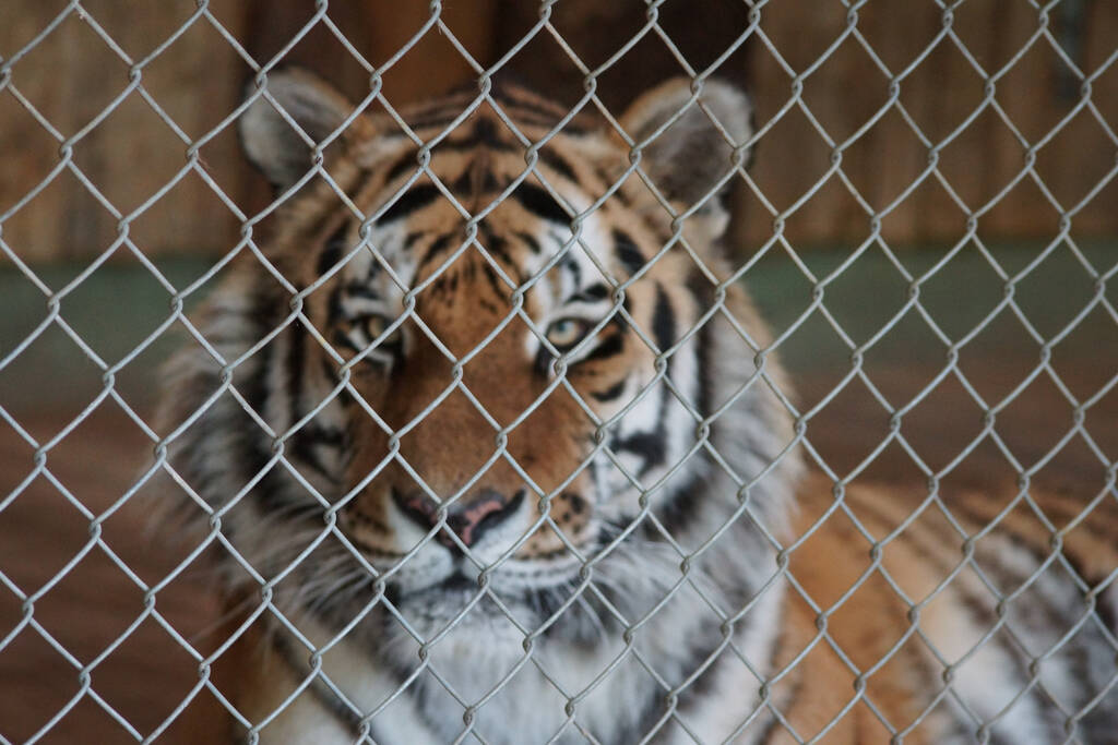 Un tigre detrás de la red en una jaula - Foto, imagen