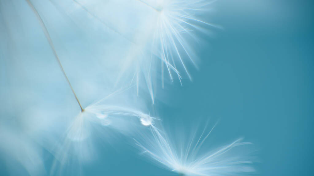 Macro dandelion at blue background. Freedom to Wish. Seed macro closeup. Goodbye Summer. Hope and dreaming concept. Fragility. Springtime. soft focus. Macro nature. - Photo, Image
