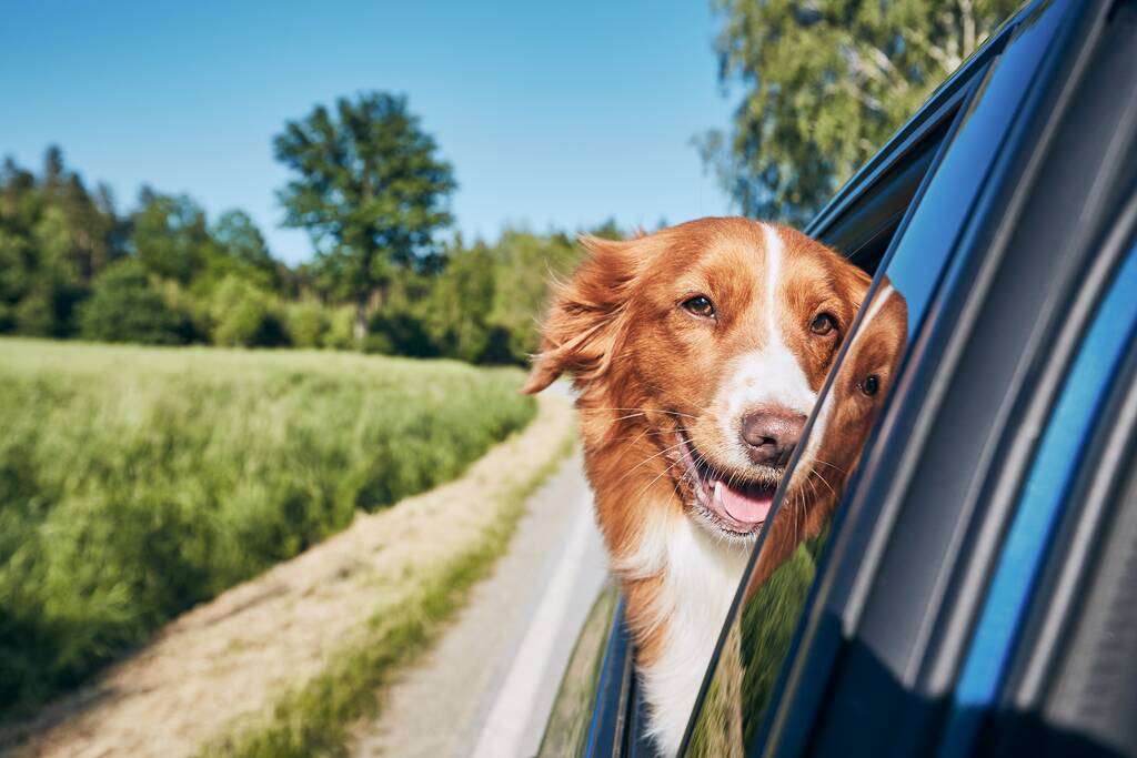 Cane viaggia in auto durante la soleggiata giornata estiva. Nova Scotia Duck Tolling Retrieverguardando la fotocamera e godendo di viaggio su strada.  - Foto, immagini