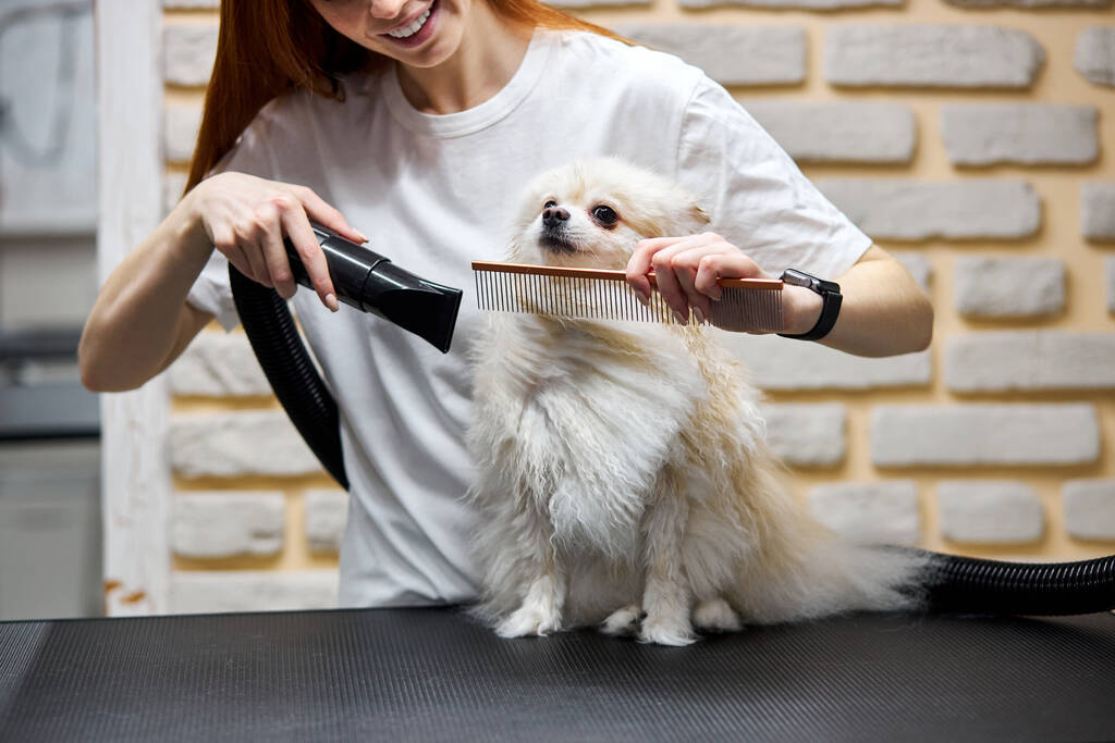 Masadaki küçük Pomeranian köpeği köpekler için güzellik salonunda hazırlanıyor. - Fotoğraf, Görsel