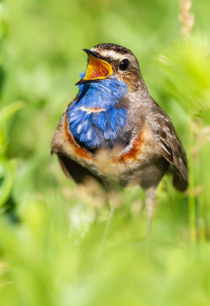 Μπλουθρόατ, Λουσκίνια Σβέκικα. Κοντινό πλάνο ενός πουλιού. Το αρσενικό τραγουδά, κάθεται στο έδαφος στη μέση του χόρτου, αγριολούλουδα και άλλα φυτά - Φωτογραφία, εικόνα