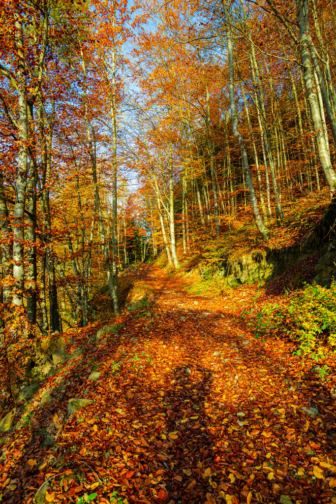 caminho na floresta de outono com árvores coloridas - Foto, Imagem