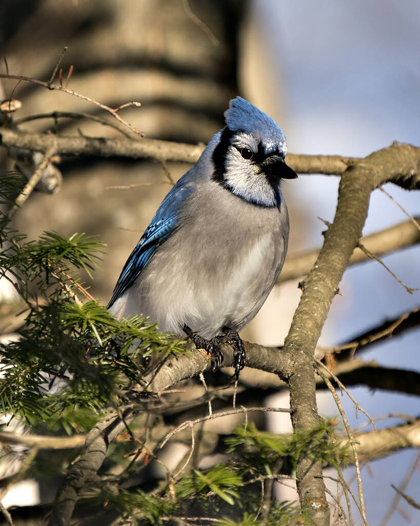 Blue Jay seděl na větvi s rozmazaným pozadím v lesním prostředí a stanovišti. Obrázek. Fotka. Portrét. Dívám se na pravou stranu. Blue Jay stock fotky.  - Fotografie, Obrázek