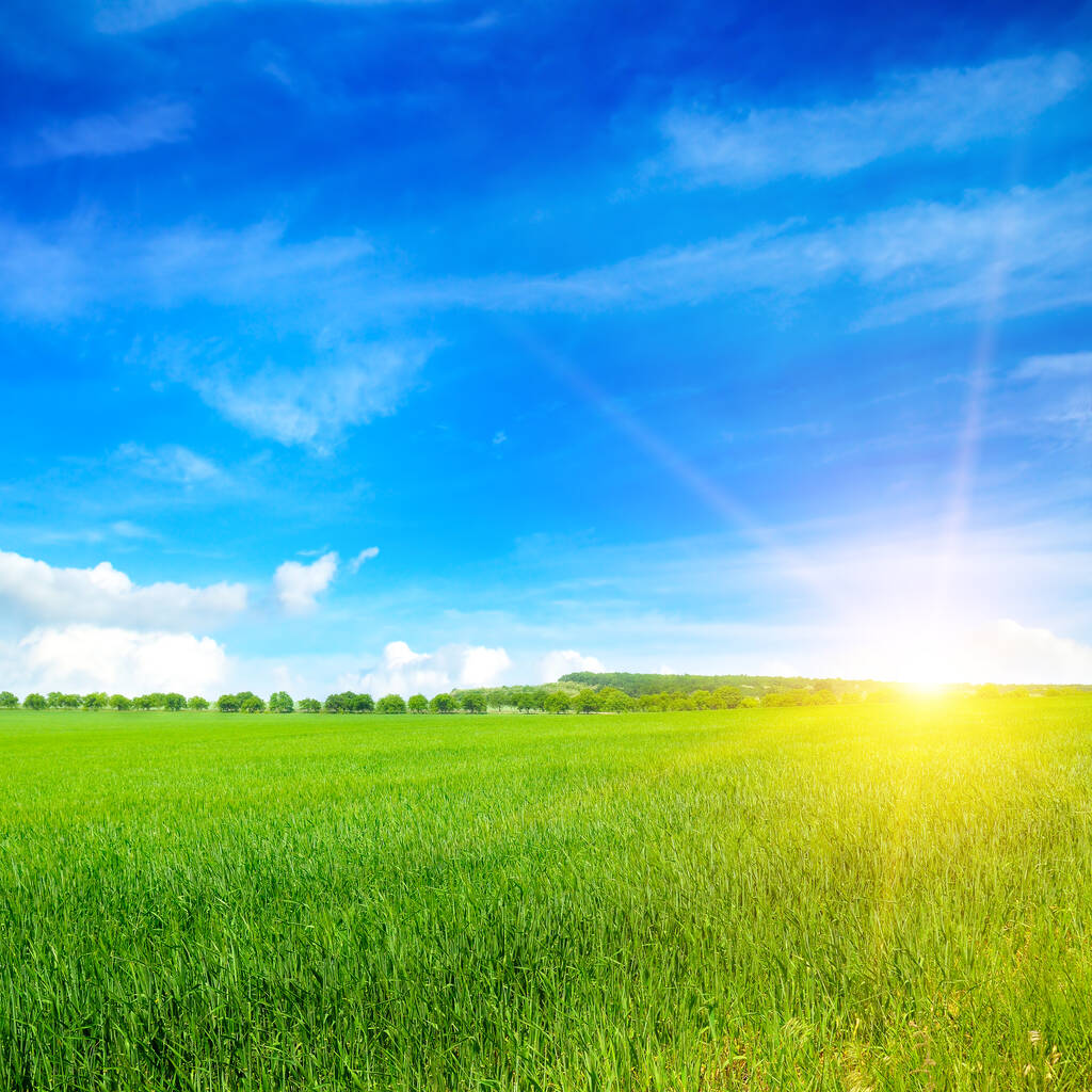Scène de coucher ou de lever du soleil sur le champ avec du seigle ou du blé en été avec un ciel nuageux. Paysage. - Photo, image