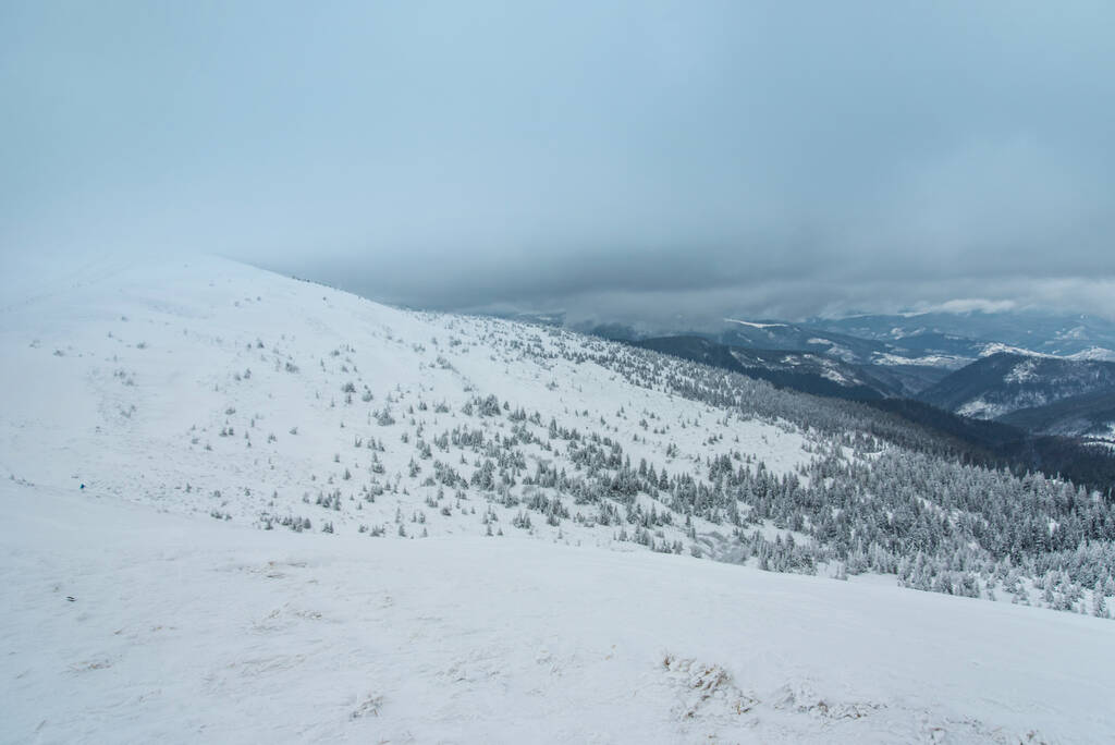 kuuset ja vuoret lumen peitossa. kaunis talvi maisema - Valokuva, kuva