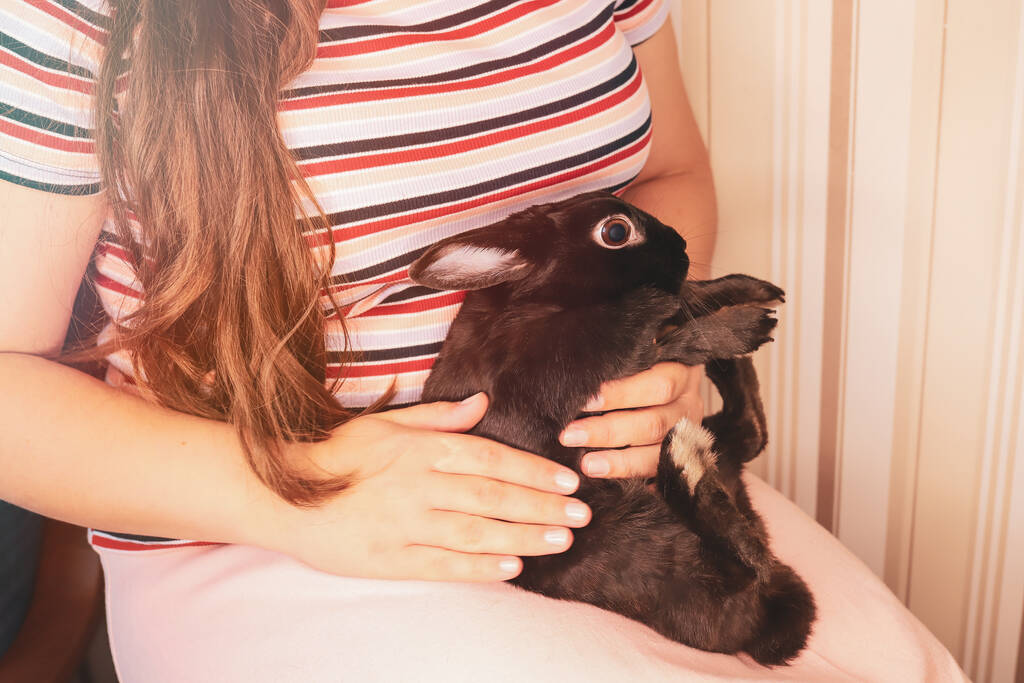 Il coniglio nero spaventato si abitua a mani. - Foto, immagini