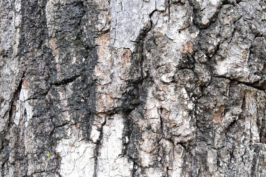The picture shows a close-up of bark of the tree structure. - Photo, Image