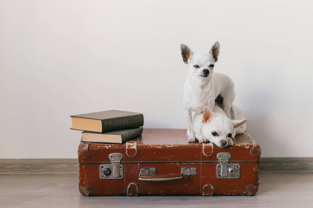 Zwei Chihuahua-Welpen liegen auf einem Koffer. Säugetiere zu Hause. Schöne Hunde mit lustigen Gesichtern. Haustiere isoliert auf weißen Wänden. Bereit zur Reise. Vintage-Bücher. Seltsame Schnauze beim Blick in die Kamera. - Foto, Bild