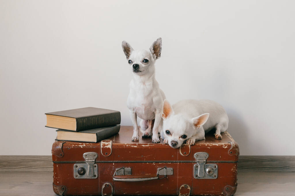 Due cuccioli di chihuahua sdraiati sulla valigia. Animali domestici mammiferi a casa. Cani adorabili con facce divertenti. Animali domestici isolati su parete bianca. Pronti a partire. Libri vintage. Strane museruole guardando la fotocamera. - Foto, immagini