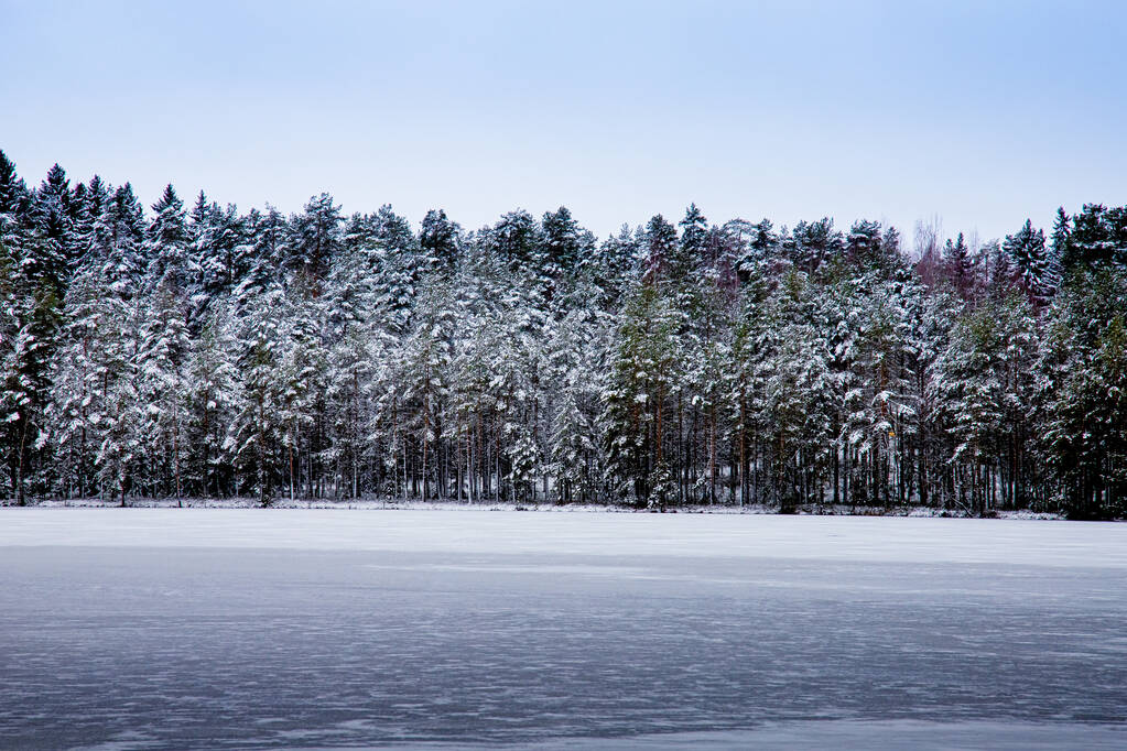 雪に覆われた冬の森 - 写真・画像