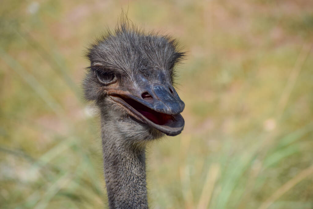 portret van een grappig uitziende struisvogel (Struthio camelus) - Foto, afbeelding