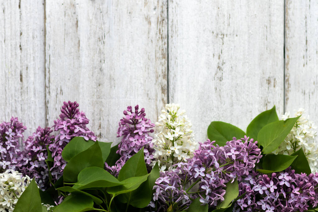 Красивая сирень на деревянном фоне. Фиолетовые и белые цветы. Место для надписи - Фото, изображение