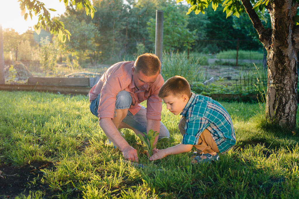 Młodszy brat i siostra sadzą sadzonki z ojcem w pięknym wiosennym ogrodzie o zachodzie słońca. Nowe życie. Ratuj środowisko. Ostrożna postawa wobec otaczającego świata i przyrody - Zdjęcie, obraz