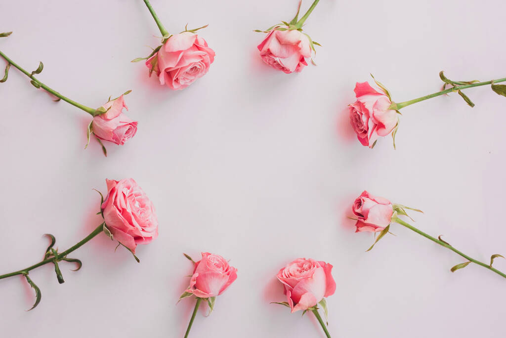 Lapos feküdt keret rózsaszín rózsa virágok rózsaszín háttér. Virágos design felülnézet - Fotó, kép