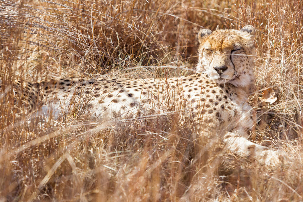 Um leopardo deitado e descansando em um campo visto através de grama seca - Foto, Imagem