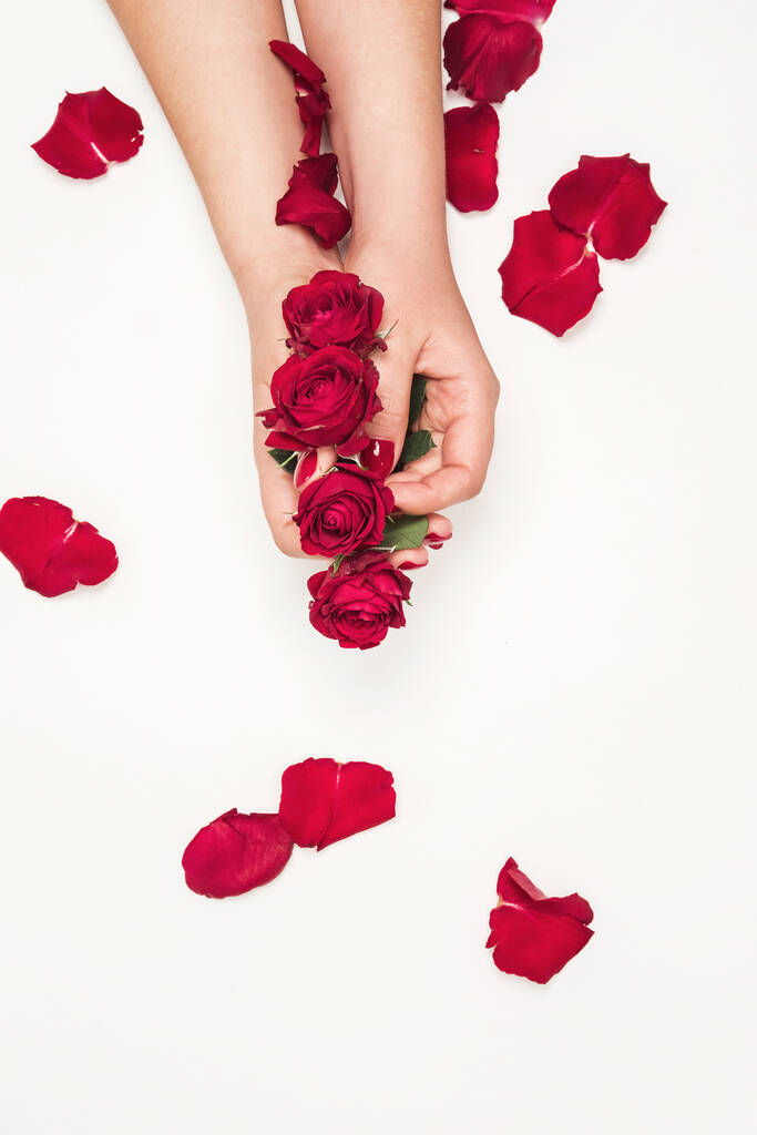λουλούδια τριαντάφυλλα στα χέρια του κοριτσιού, κορυφαία άποψη, μικρά κόκκινα τριαντάφυλλα, κόκκινα ροδοπέταλα σε λευκό φόντο - Φωτογραφία, εικόνα