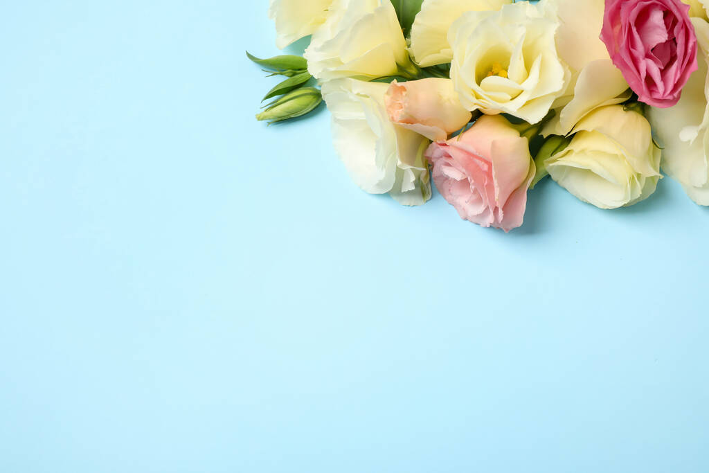 Hermosas flores de Eustoma sobre fondo azul claro, planas. Espacio para texto - Foto, Imagen