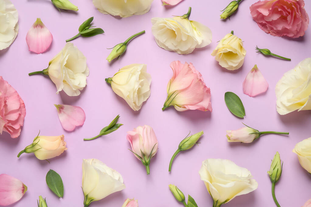 Gyönyörű Eustoma virágok lila háttér, lapos laikus - Fotó, kép