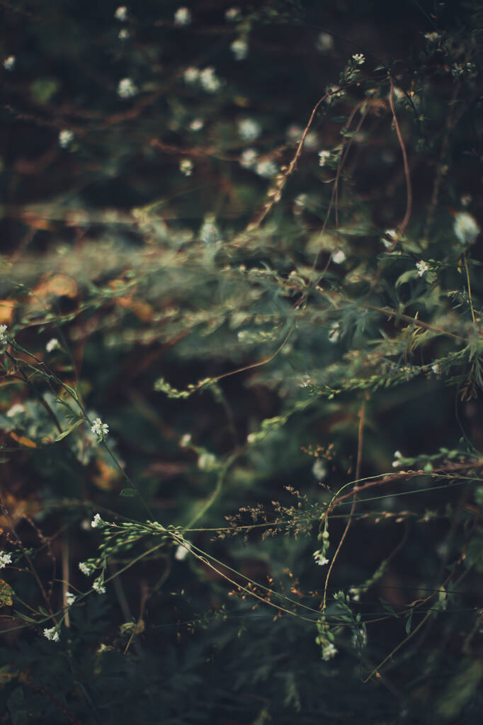 Vihreä metsäkasvit lähikuva, kaunis väri makro kuva tuoreita kasveja ja kukkia kesällä - Valokuva, kuva