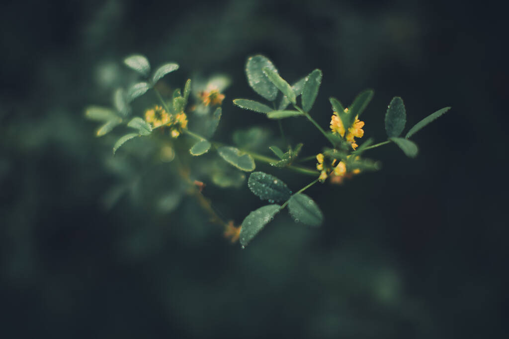 Πράσινο δάσος φυτά close-up, όμορφο χρώμα μακροεντολή φωτογραφία από φρέσκα φυτά και λουλούδια το καλοκαίρι - Φωτογραφία, εικόνα