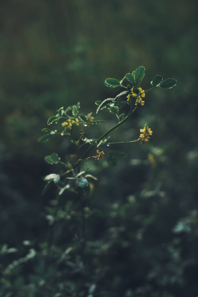 Zöld erdő növények közelkép, gyönyörű színes makró fotó a friss növények és virágok nyáron - Fotó, kép