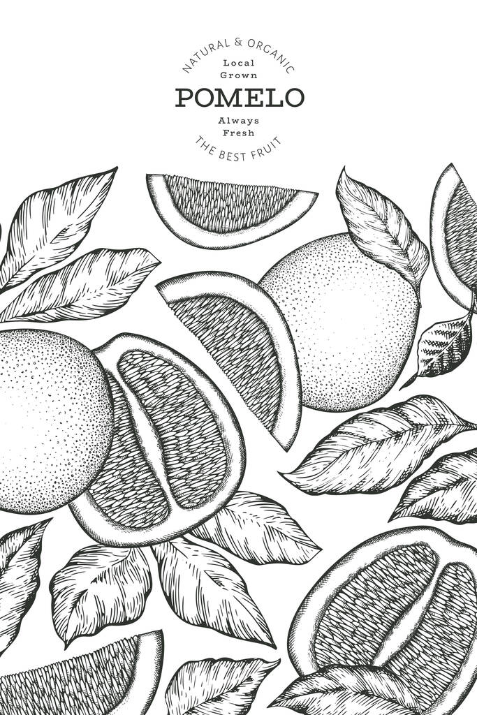 Banner de pomelo estilo boceto dibujado a mano. Ilustración orgánica del vector de fruta fresca. Plantilla de diseño de fruta retro - Vector, Imagen
