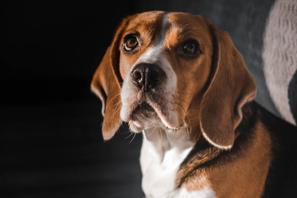 muilkorf van een hond beagle close-up, kijkt omhoog. expressieve blik - Foto, afbeelding
