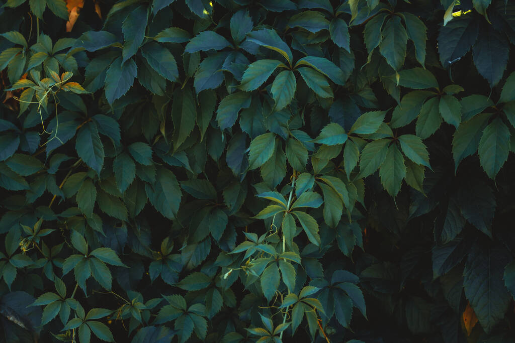 Verse groene bladeren die de muur bedekken. Natuurlijke groene achtergrond van jonge groene bladeren. - Foto, afbeelding