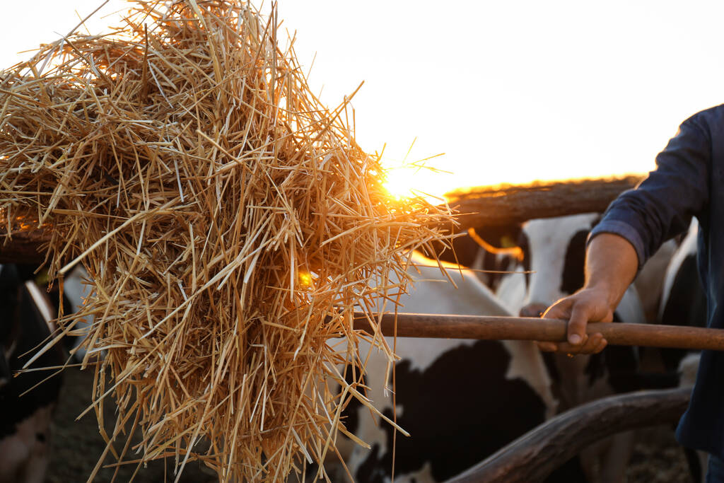 Egy férfi lapáttal a farmon, közelről. Állattenyésztés - Fotó, kép