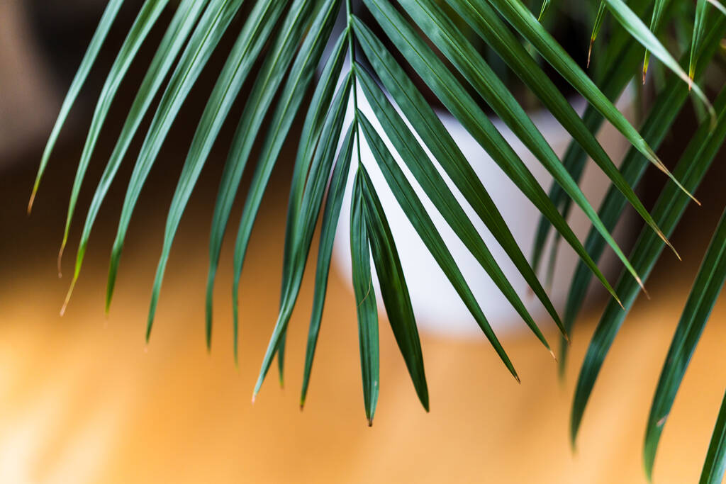 palm leaves in the garden, tropical beach, summer concept, copy space for text. abstract green background - Photo, Image