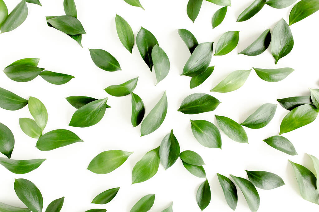 Пластырь, текстура с зелеными листьями на белом фоне. lay flat, top view - Фото, изображение