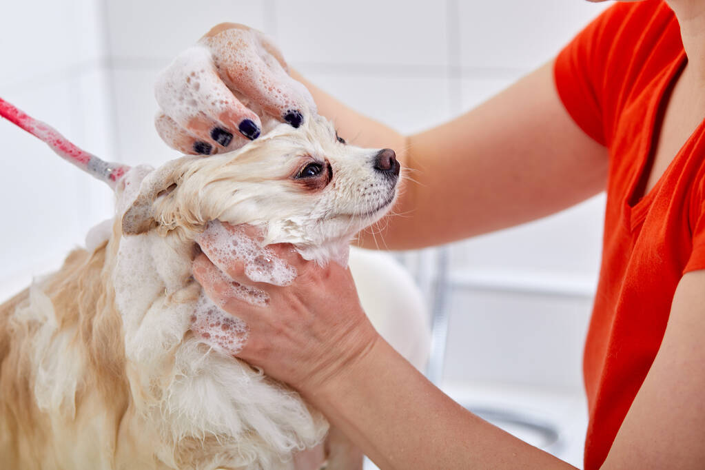 groomer washing a dog, cute fluffy wet pomeranian spitz puppy taking a bath, shower - Photo, Image