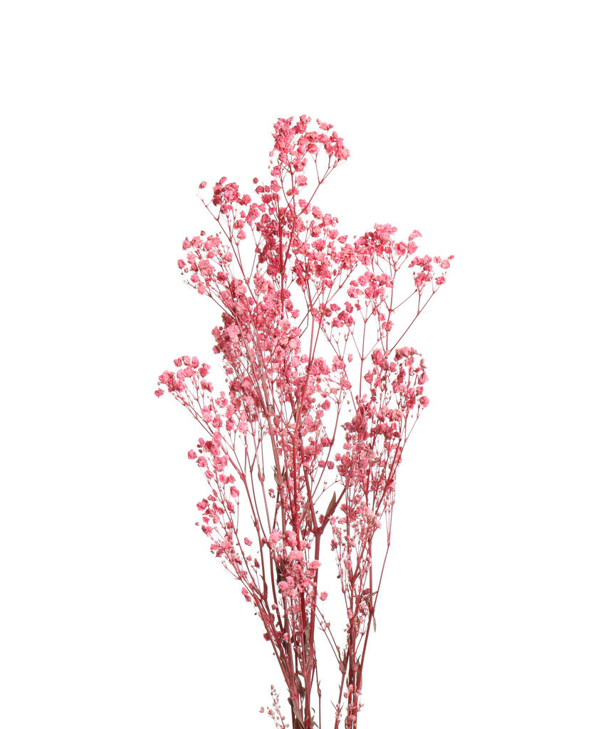 Beautiful tender dried flowers on white background. - Photo, Image
