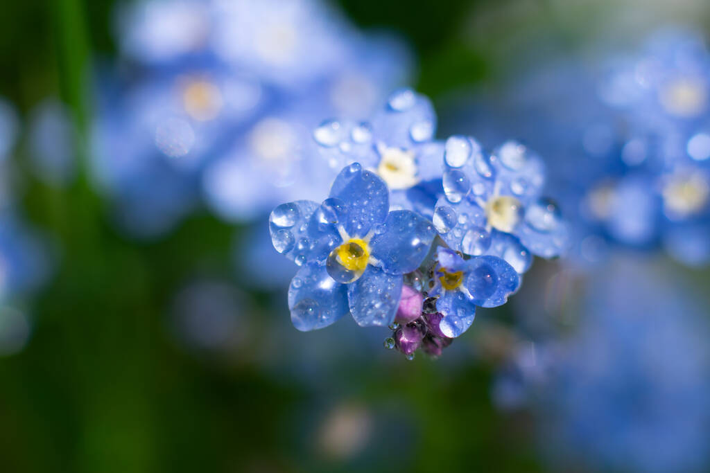 Parlak güneş ışığında makro unutma beni çiçekleri manzarası. Mavi yaprakların üzerine küçük köpüklü su damlaları.. - Fotoğraf, Görsel