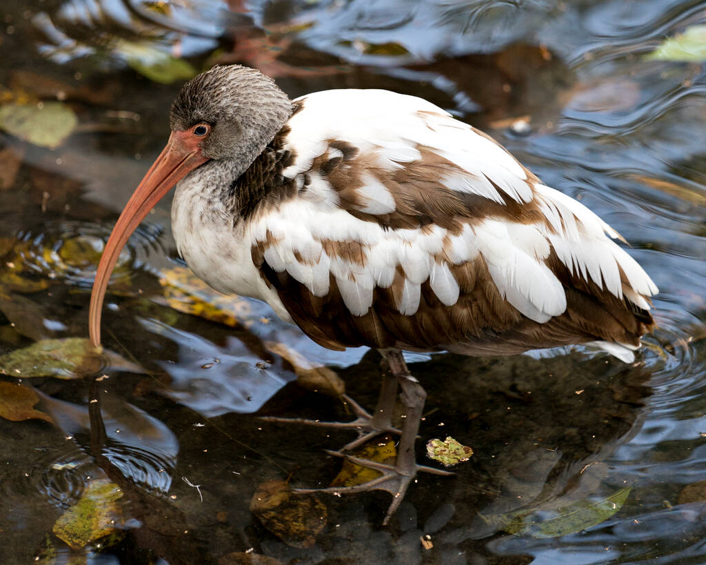 White Ibis juvenile bird close-up profile view in the water exposing its body, head, eye, beak, long neck,  in its environment and habitat. White Ibis Stock Photo. - Photo, Image