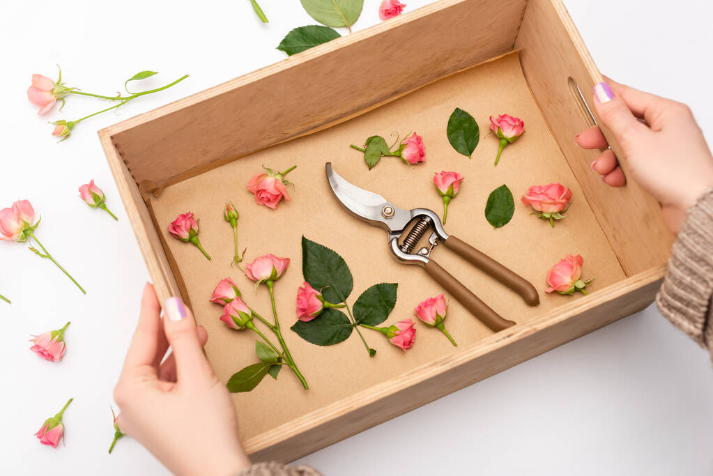 vue recadrée d'une femme tenant une boîte en bois avec des roses à thé et des taille-mains sur blanc - Photo, image