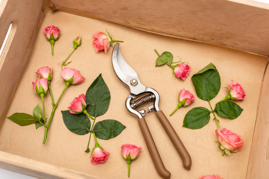 vysoký úhel pohledu na ruční nůžky v dřevěné krabici s čajovými růžemi  - Fotografie, Obrázek