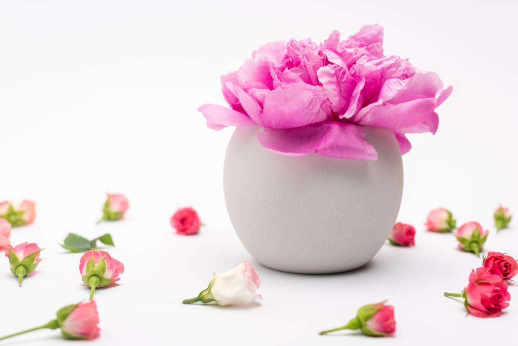 розовый пионский цветок в фарфоровой вазе возле чайных роз на белом - Фото, изображение