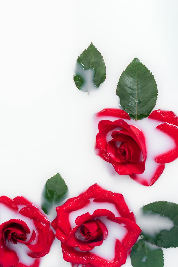 вид зверху на червоні троянди і зелене листя в молочній воді
  - Фото, зображення