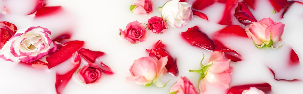 bovenaanzicht van rode rozenblaadjes en roze bloemen in melkachtig water, banner - Foto, afbeelding
