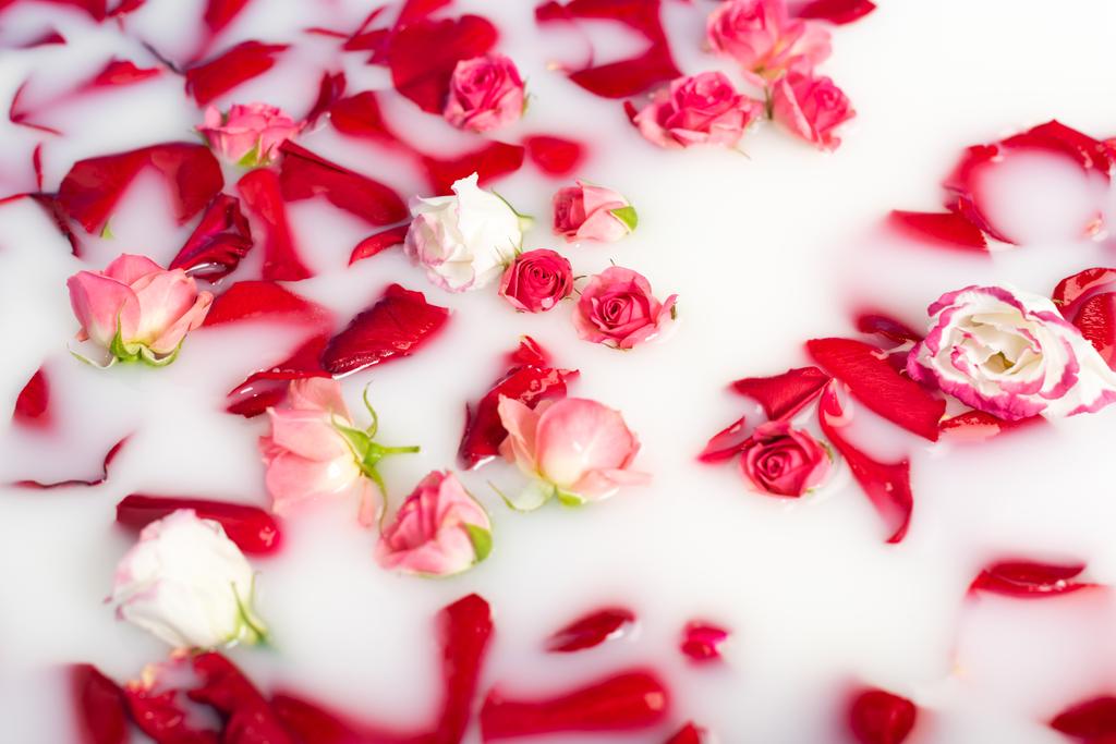 widok z góry płatki czerwonej róży i różowe kwiaty w wodzie mlecznej  - Zdjęcie, obraz