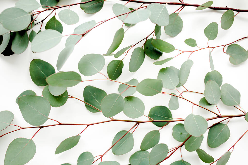 Υφή πράσινα φύλλα ευκάλυπτος απομονώνονται σε λευκό φόντο. - Φωτογραφία, εικόνα
