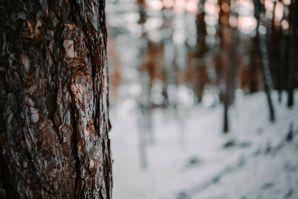 Karlı bir ormanda bir ağacın yakın çekimi. - Fotoğraf, Görsel